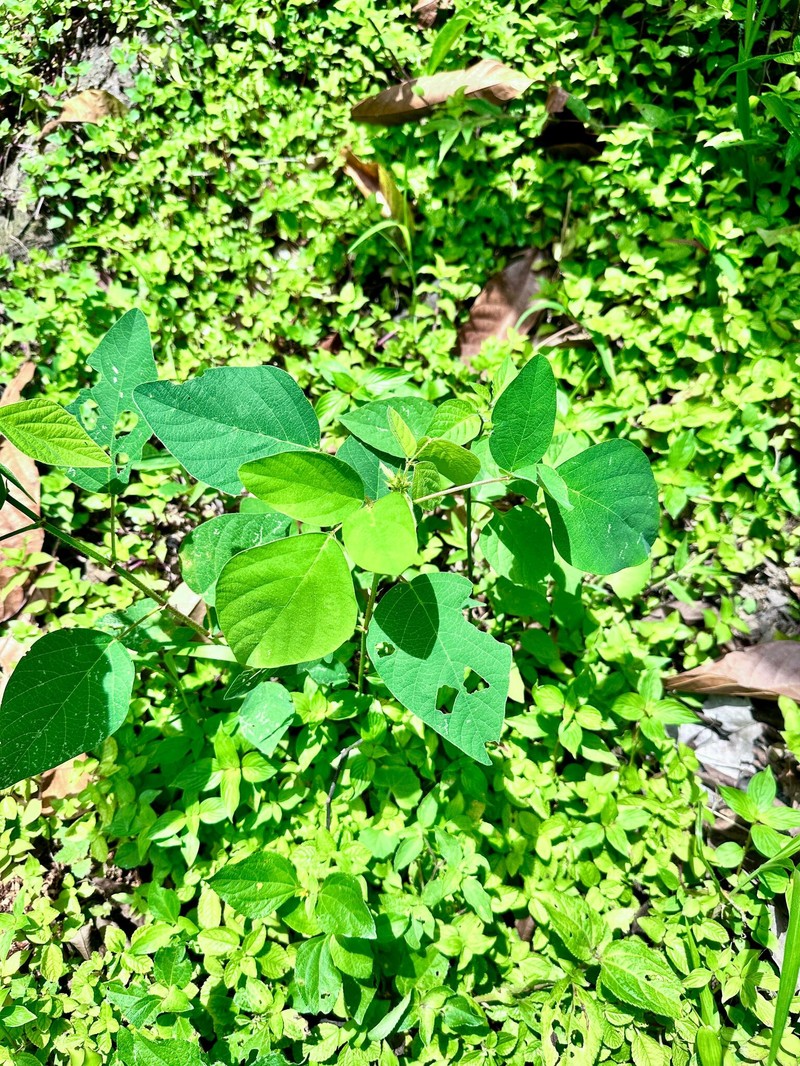 Neustanthus phaseoloides var. javanicus photo 2