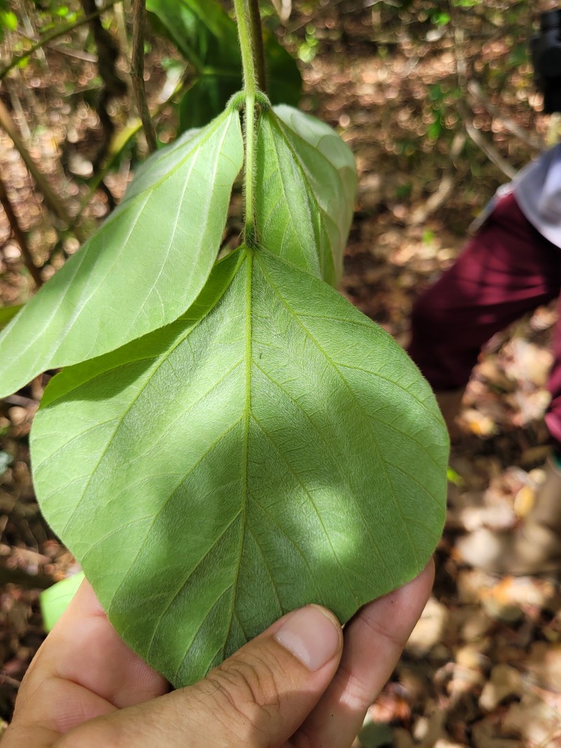 Neustanthus phaseoloides var. javanicus photo 3