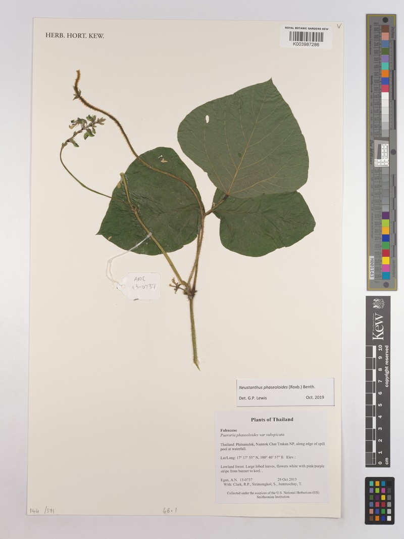 Neustanthus phaseoloides var. subspicatus