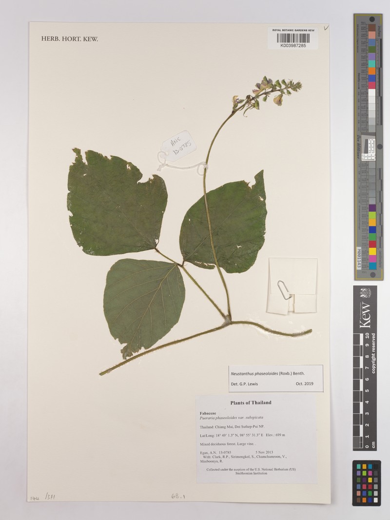 Neustanthus phaseoloides var. subspicatus photo 2