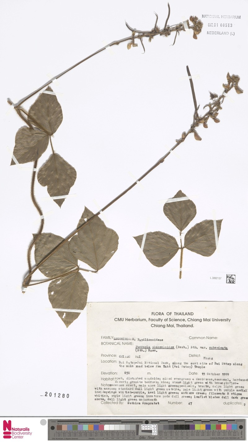 Neustanthus phaseoloides var. subspicatus photo 3