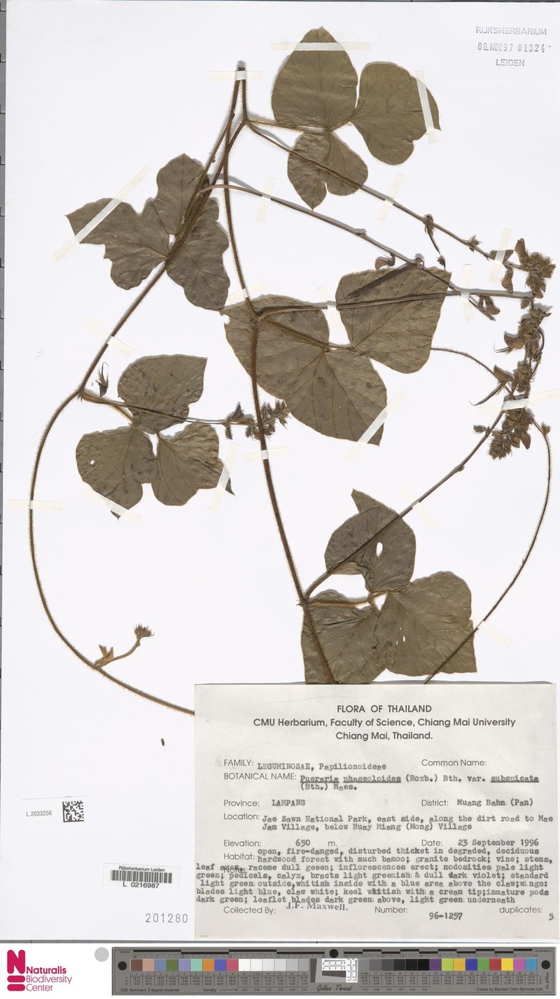 Neustanthus phaseoloides var. subspicatus photo 4
