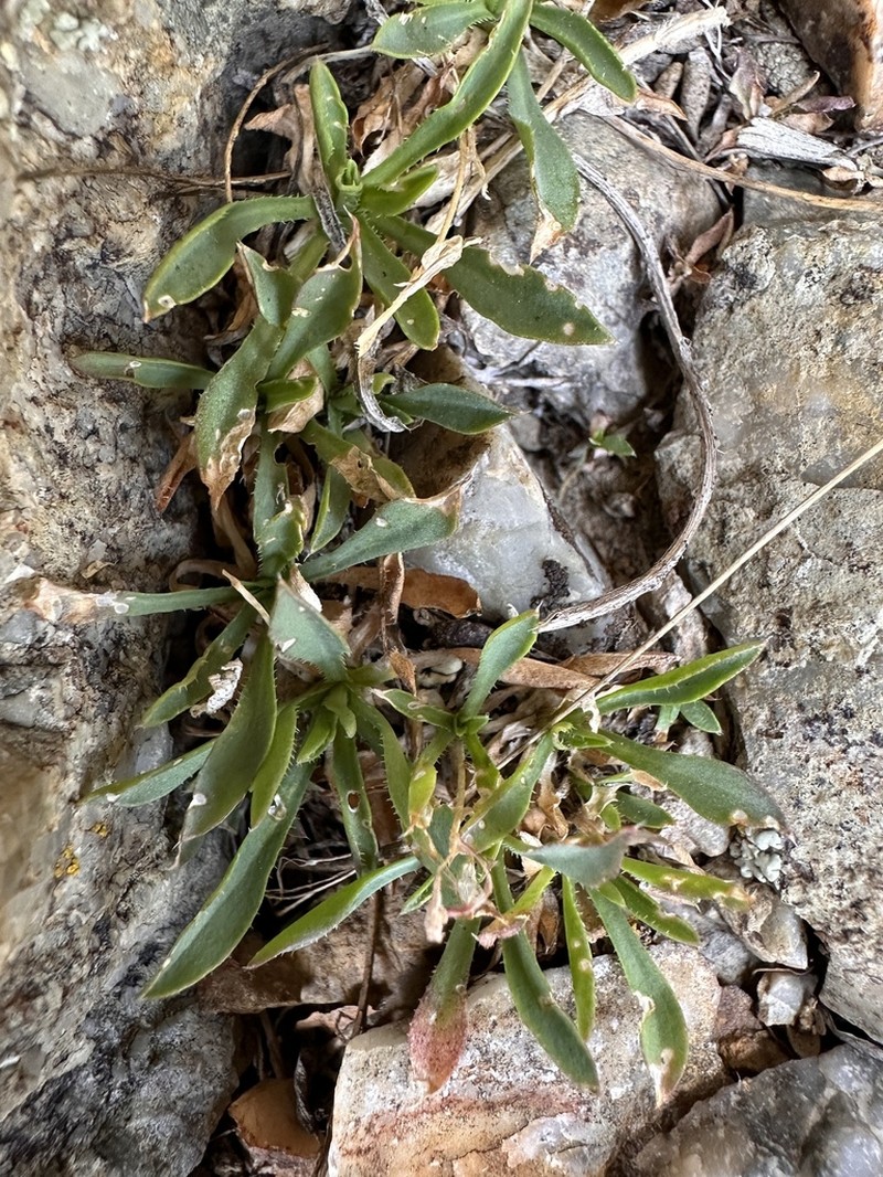 Nye County False Candytuft