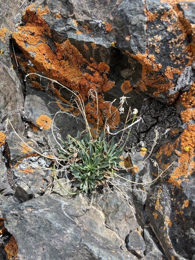 Nye County False Candytuft photo 2