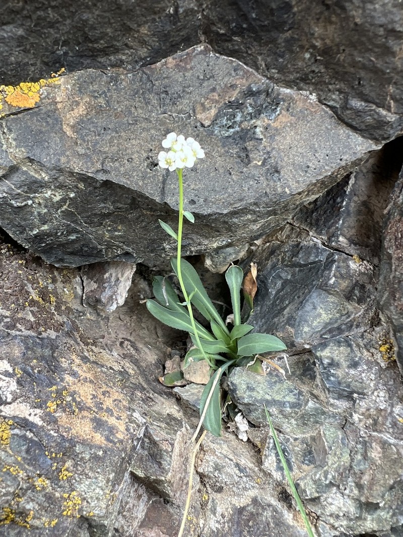 Nye County False Candytuft photo 3