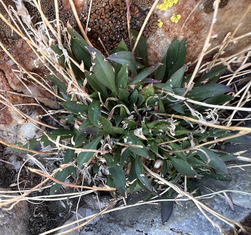 Nye County False Candytuft photo 5