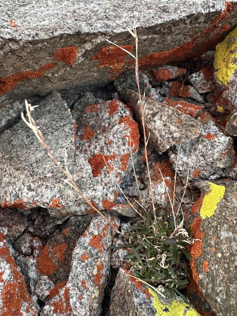 Nye County False Candytuft photo 6