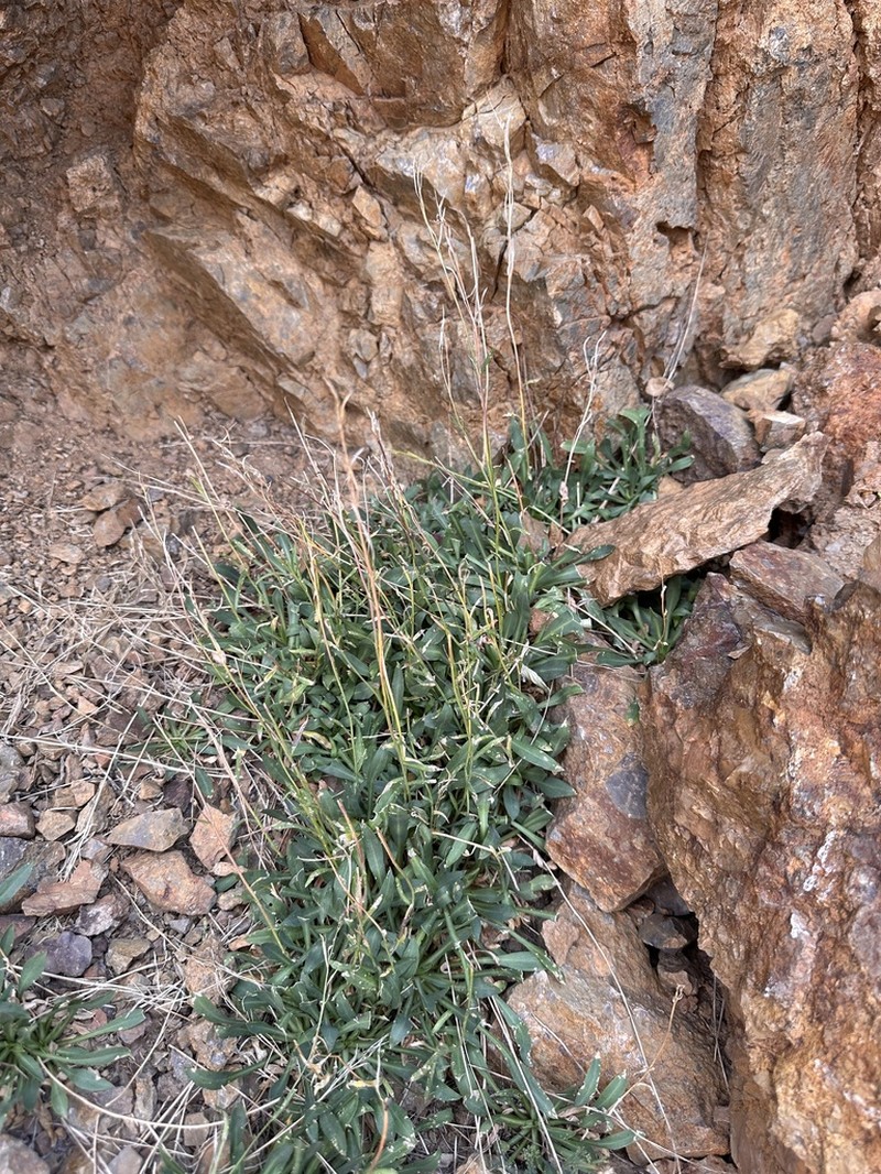 Nye County False Candytuft photo 7