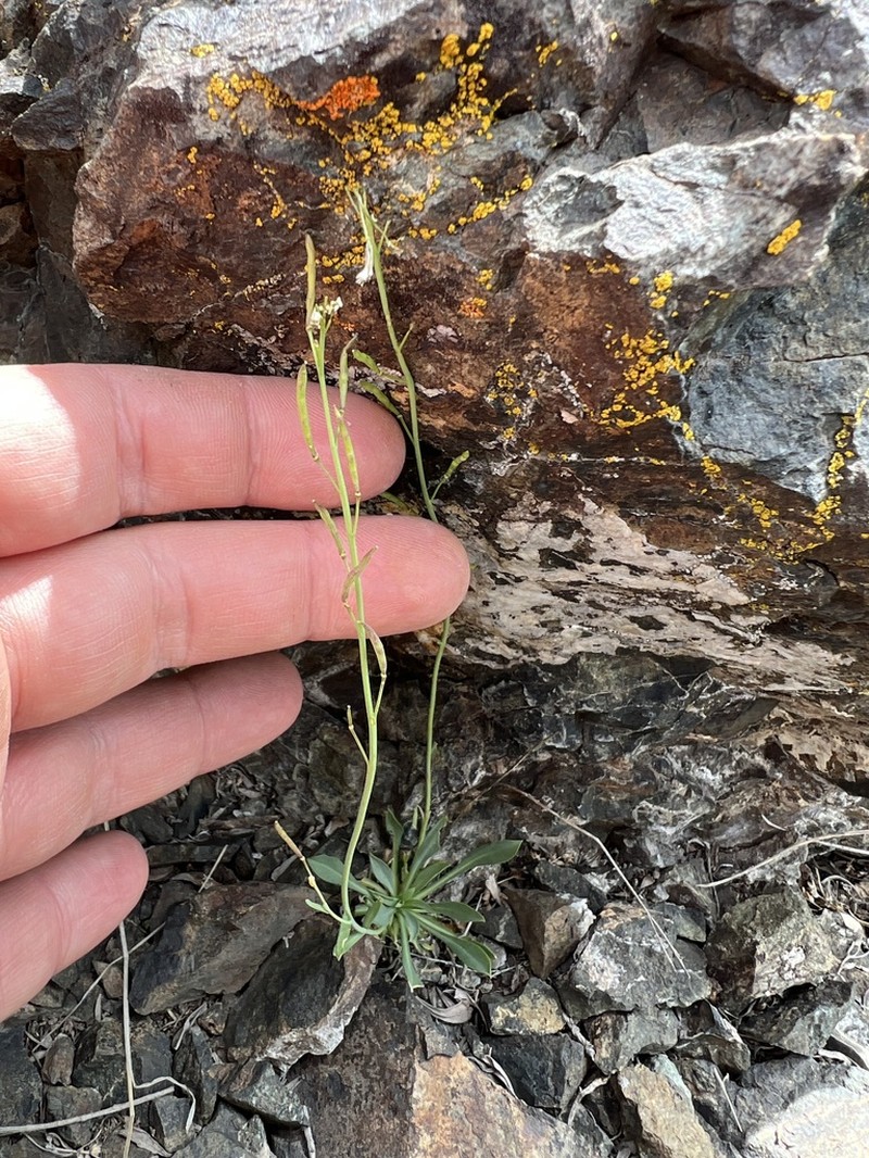 Nye County False Candytuft photo 8
