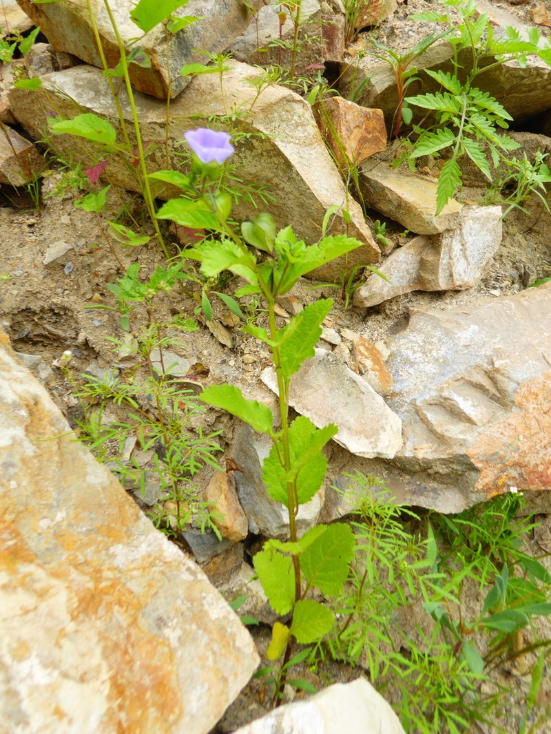 Nicandra yacheriana photo 2
