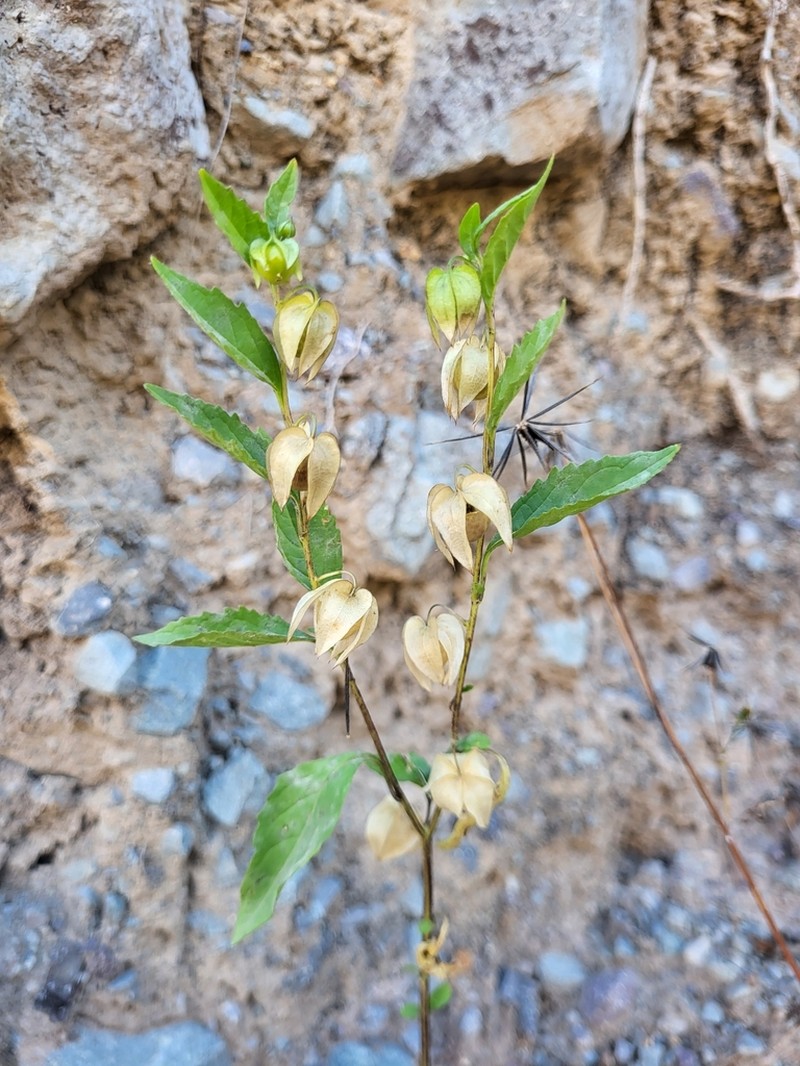 Nicandra yacheriana photo 3