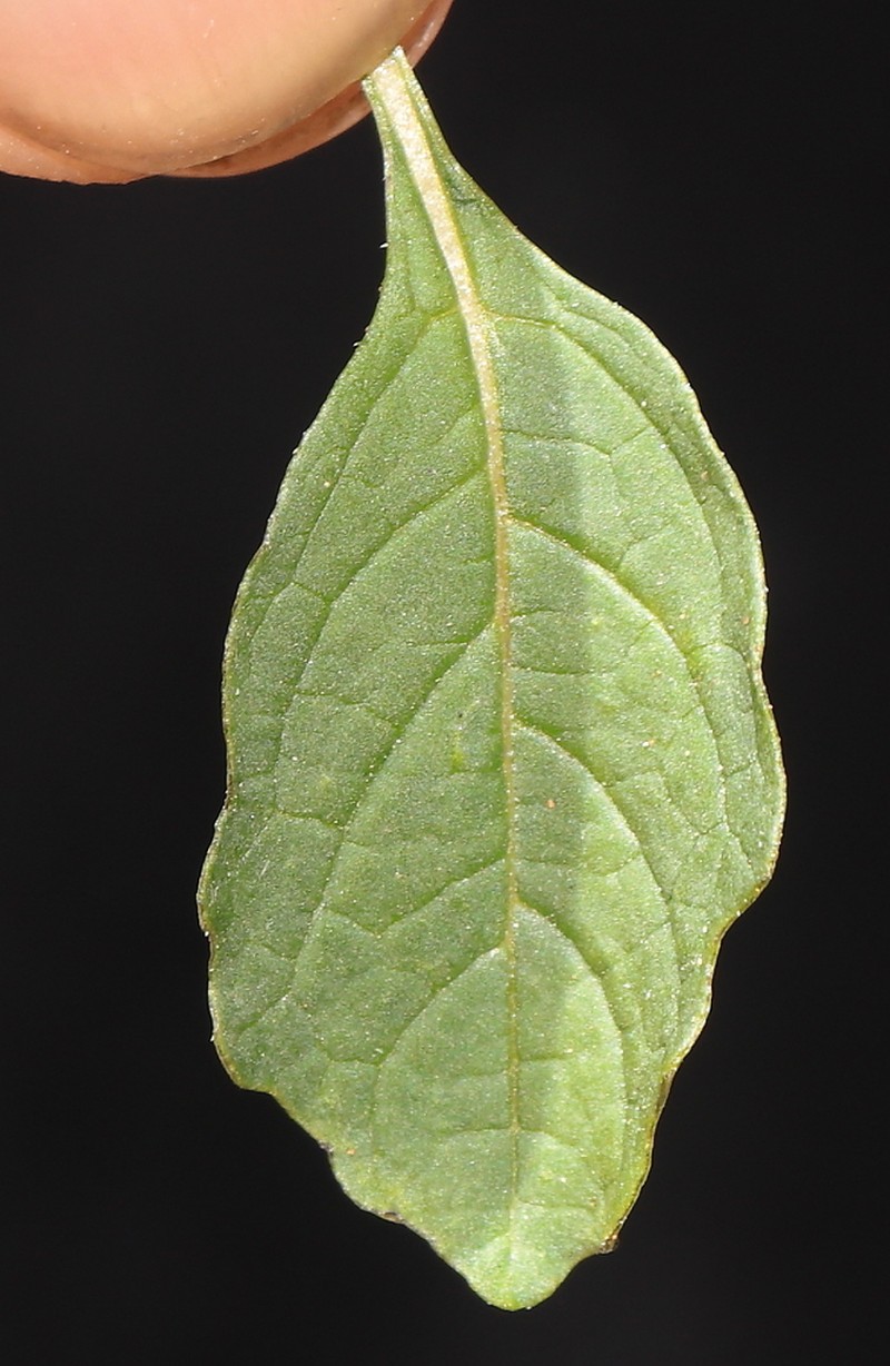 Nicandra yacheriana photo 5