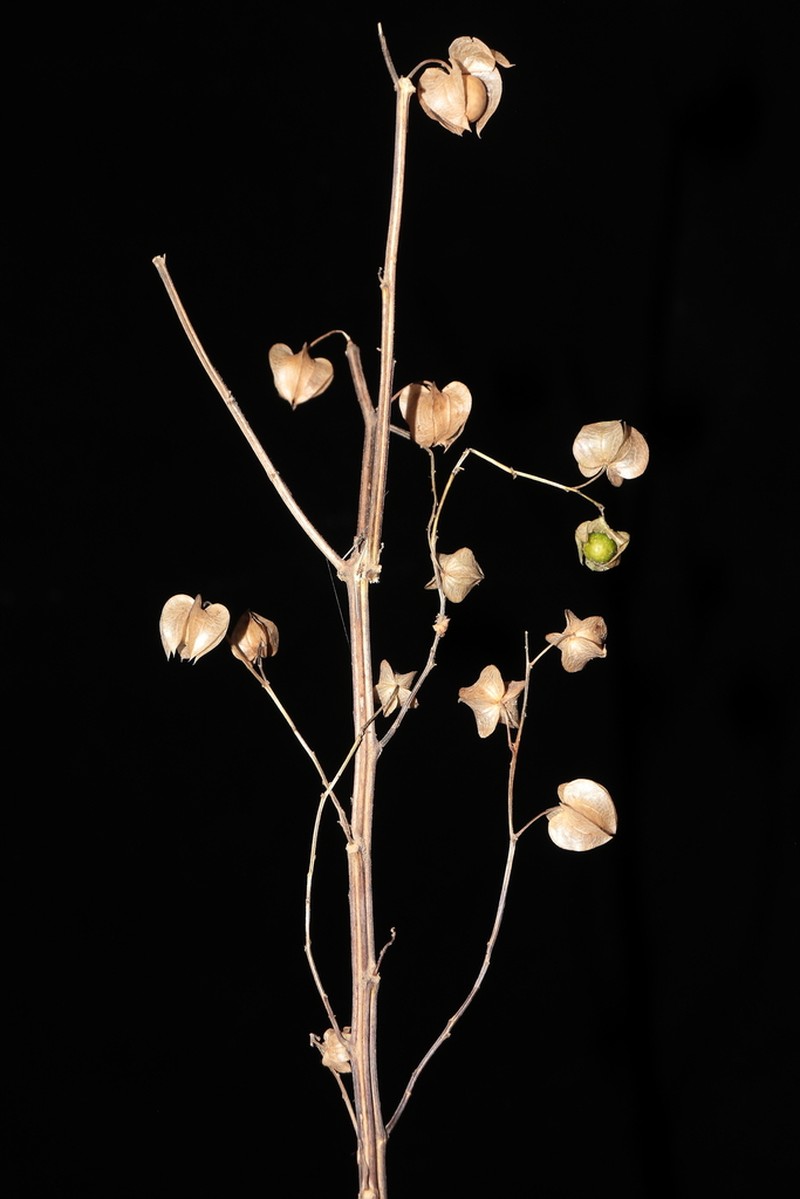Nicandra yacheriana photo 7