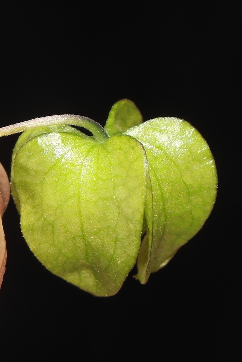 Nicandra yacheriana photo 8