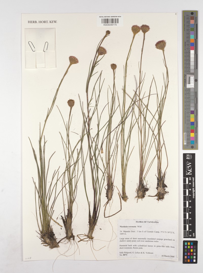 Nicolasia coronata