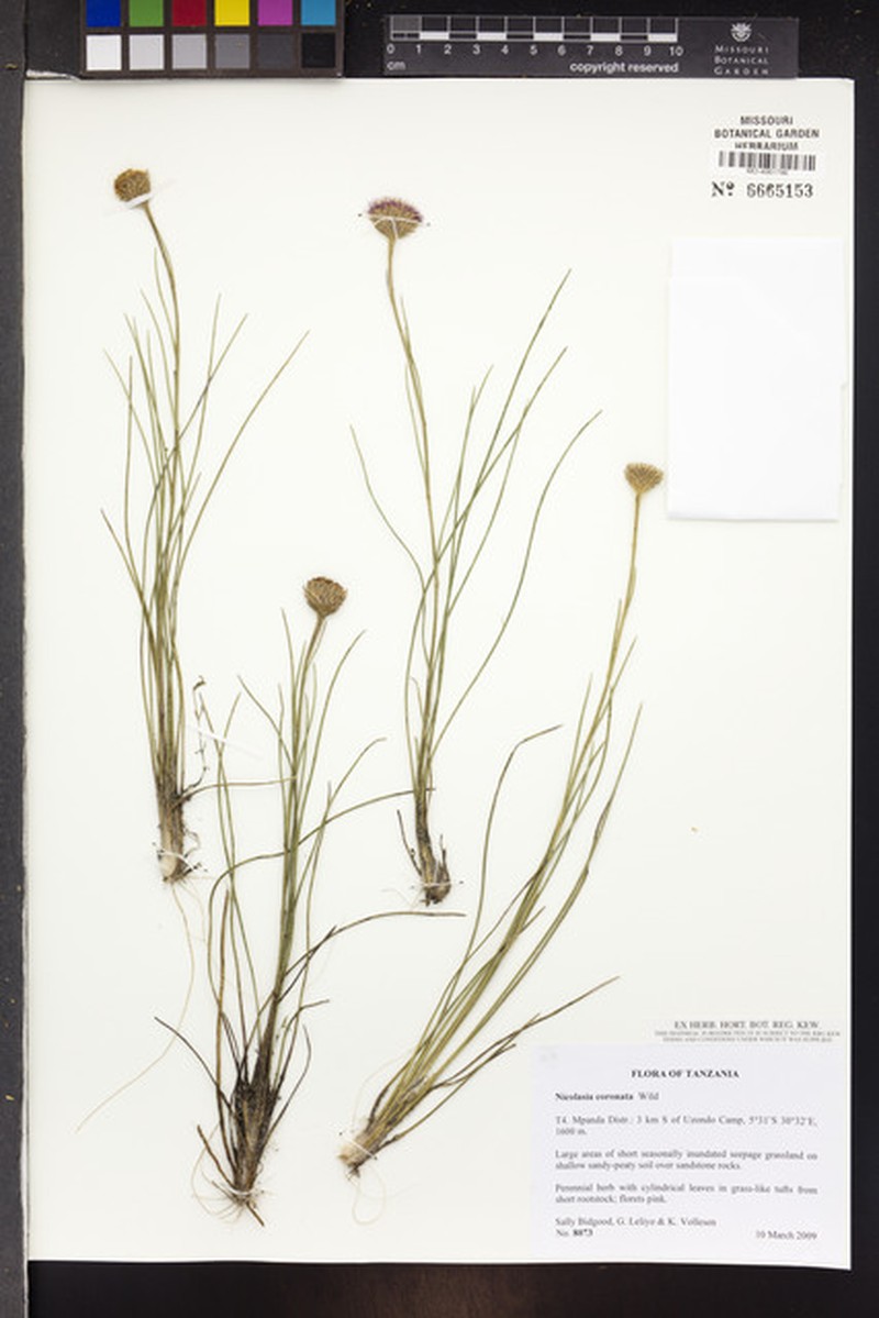 Nicolasia coronata photo 2