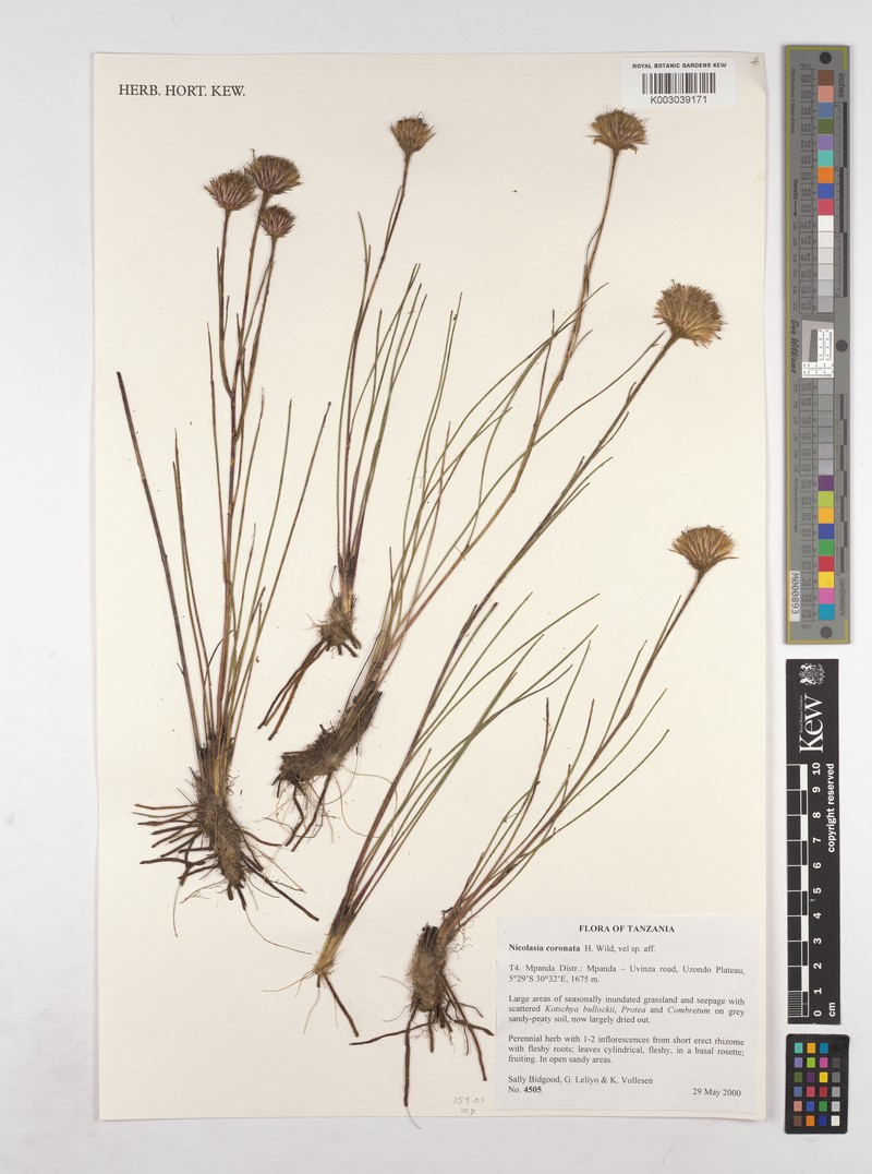 Nicolasia coronata photo 3