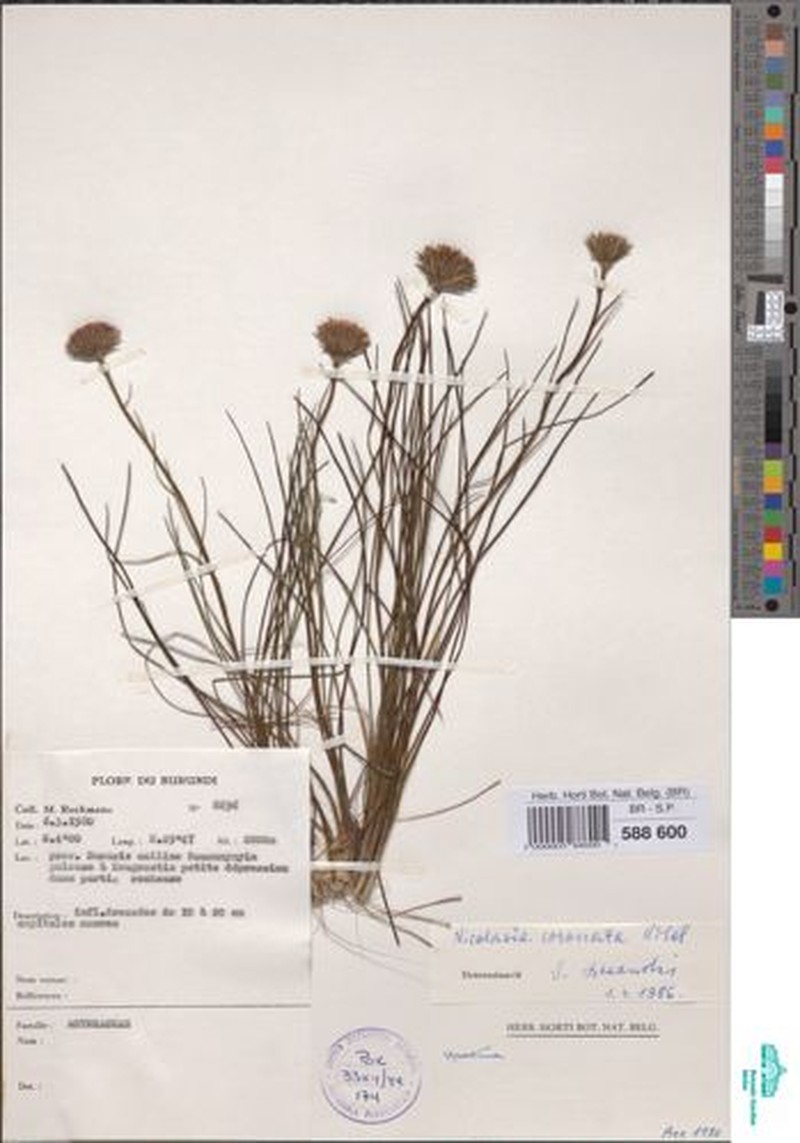 Nicolasia coronata subsp. coronata photo 2