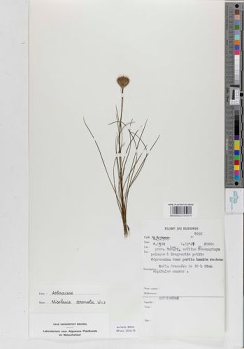 Nicolasia coronata subsp. coronata photo 3
