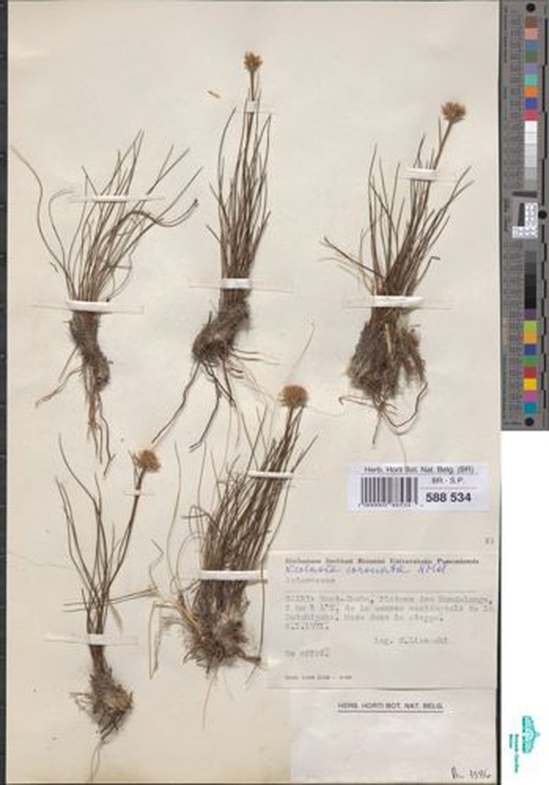 Nicolasia coronata subsp. coronata photo 4