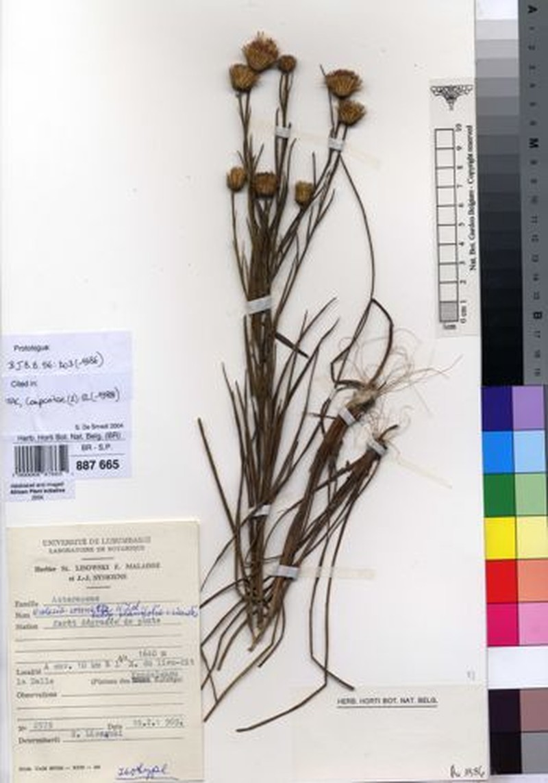Nicolasia coronata subsp. planifolia