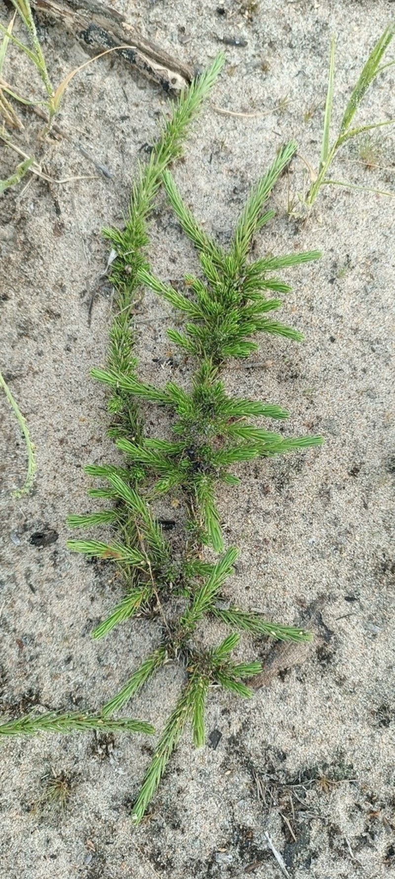 Nicolasia costata