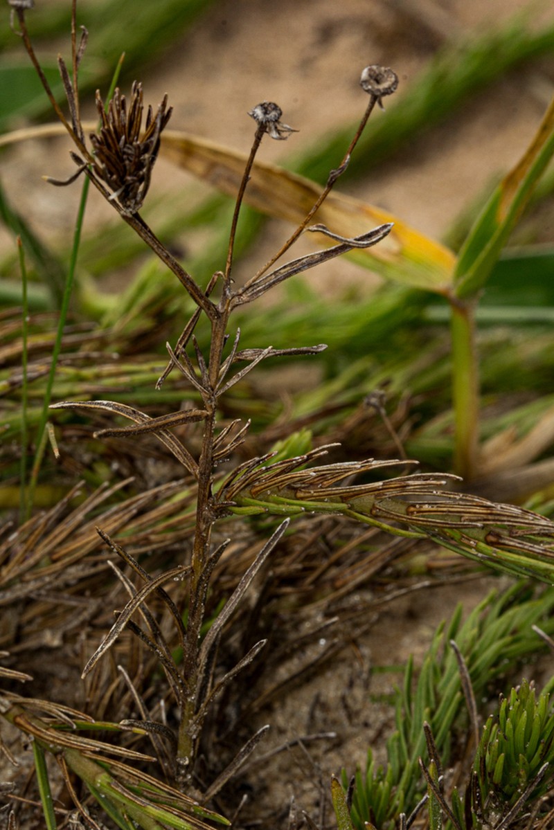 Nicolasia costata photo 2