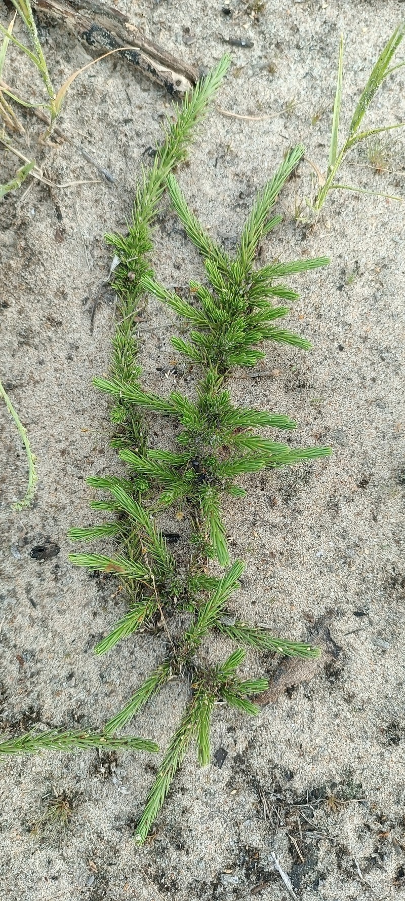 Nicolasia costata photo 3