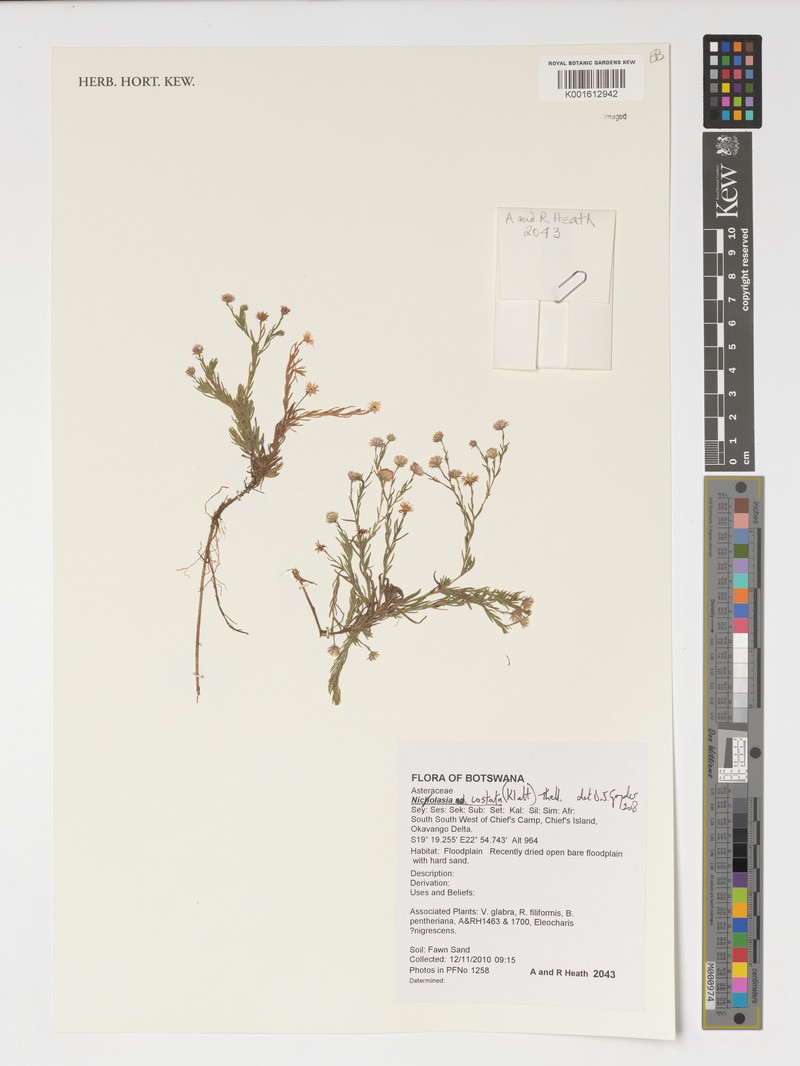Nicolasia costata photo 4