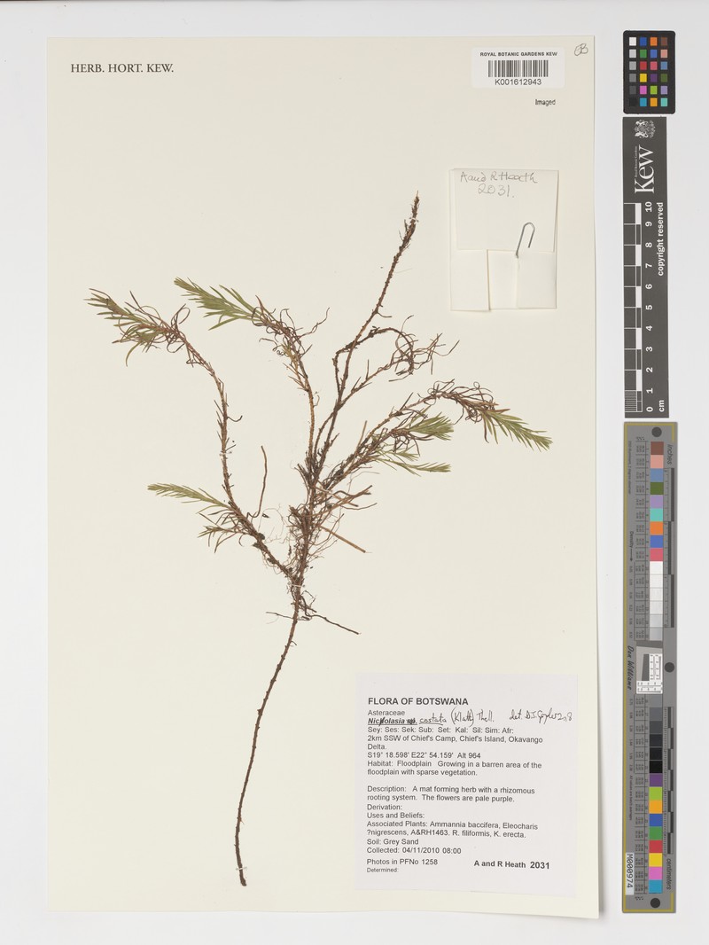 Nicolasia costata photo 5