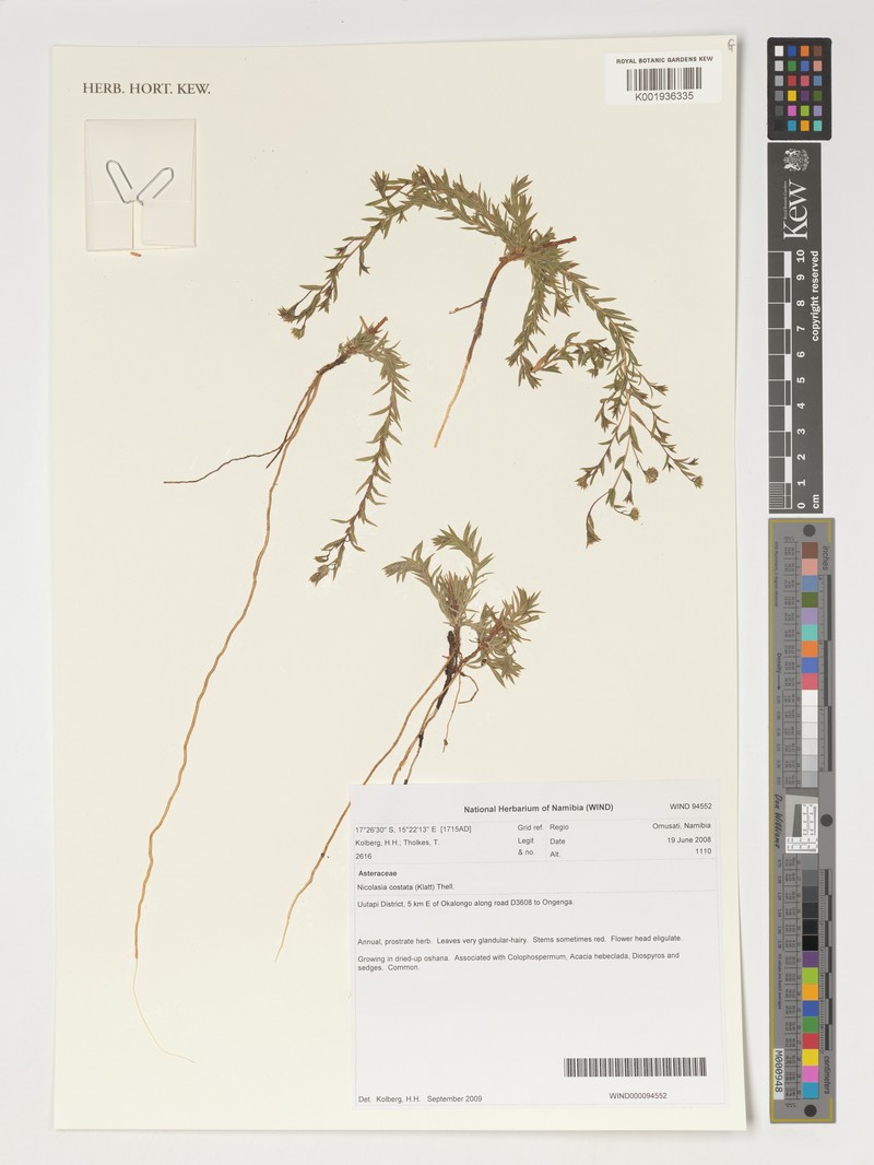 Nicolasia costata photo 6