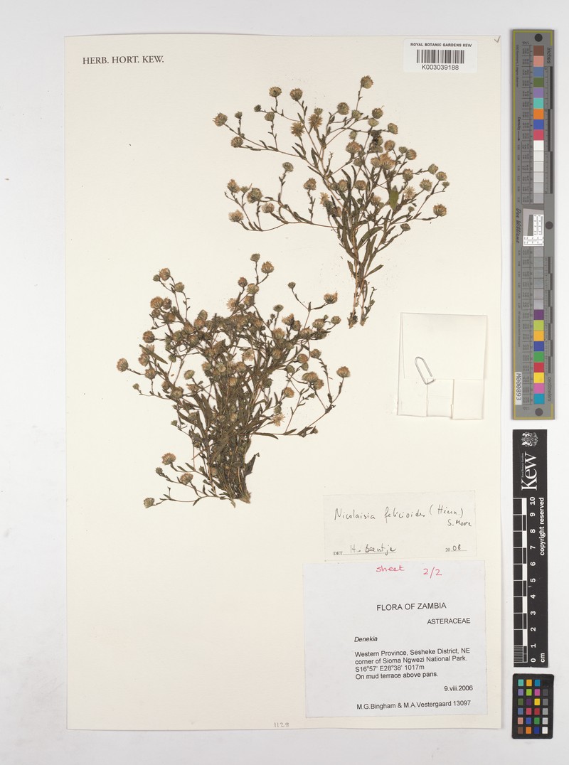 Nicolasia felicioides photo 2