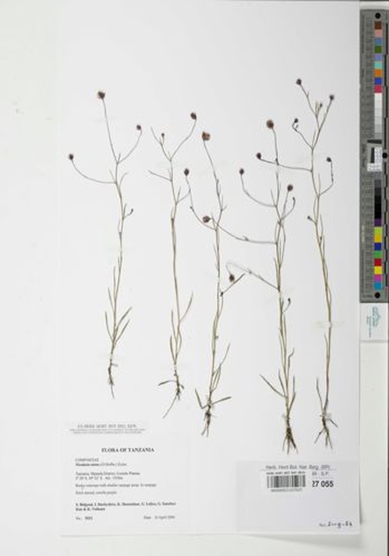 Nicolasia nitens photo 3