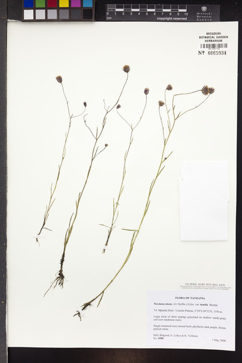 Nicolasia nitens var. tenella
