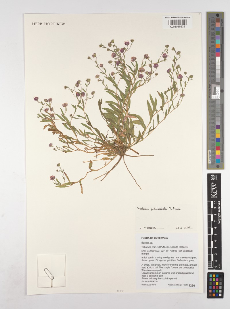 Nicolasia pedunculata subsp. pedunculata