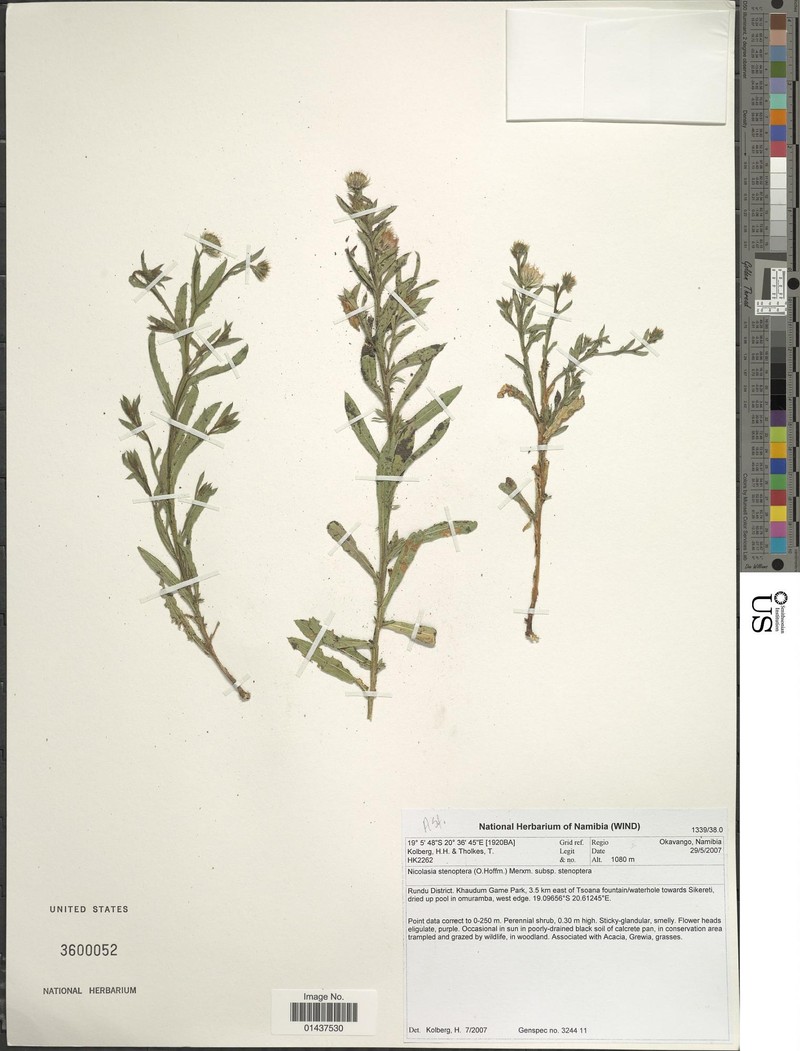 Nicolasia stenoptera