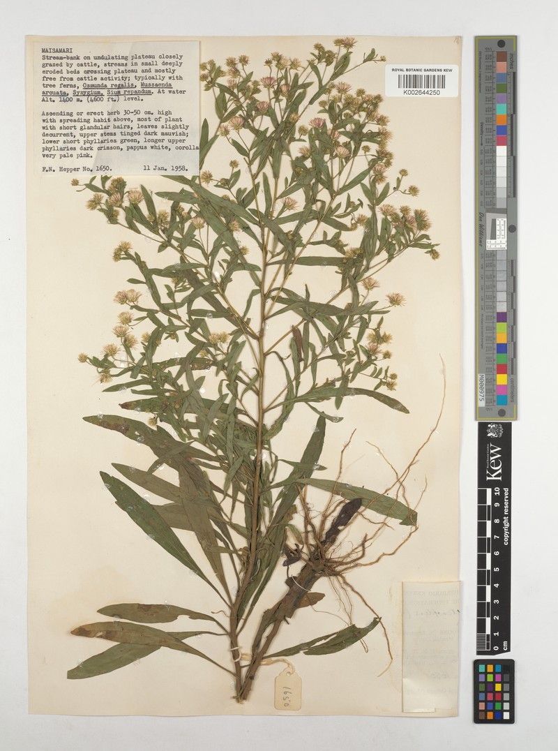 Nicolasia stenoptera subsp. stenoptera
