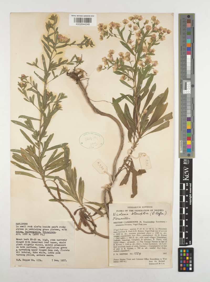 Nicolasia stenoptera subsp. stenoptera photo 2
