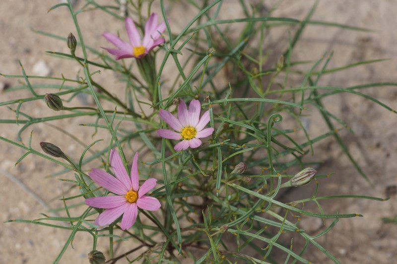 Edwards' Hole-In-The-Sand Plant
