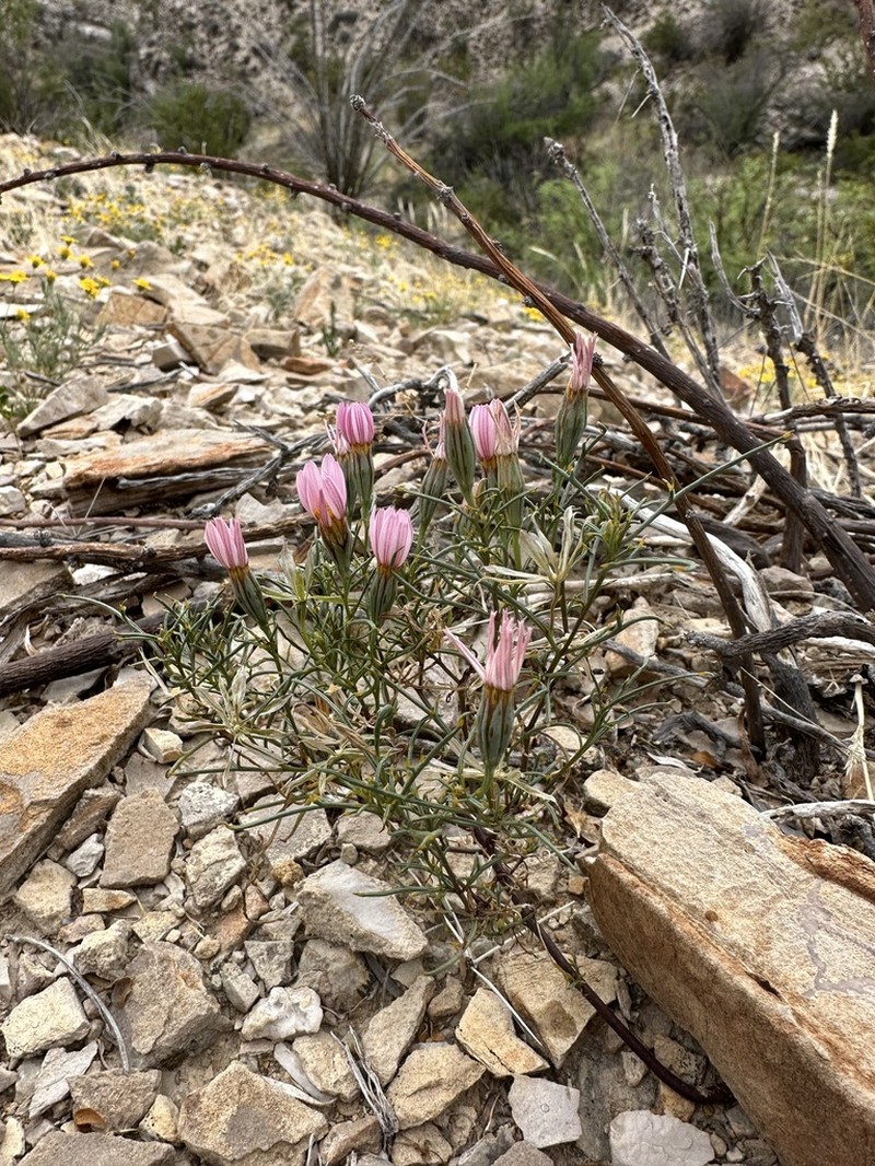 Edwards' Hole-In-The-Sand Plant photo 3