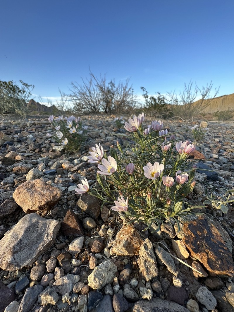 Edwards' Hole-In-The-Sand Plant photo 5