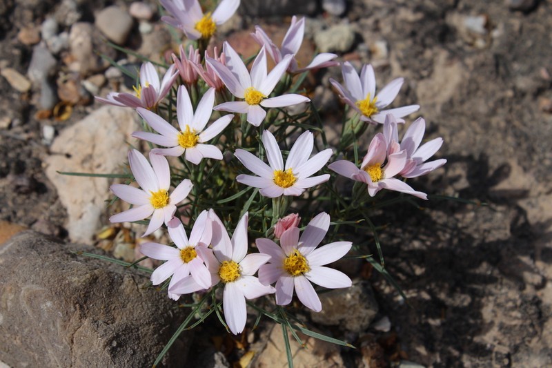 Edwards' Hole-In-The-Sand Plant photo 6