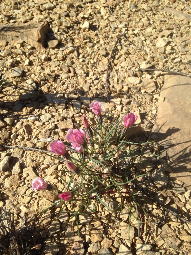 Edwards' Hole-In-The-Sand Plant photo 7