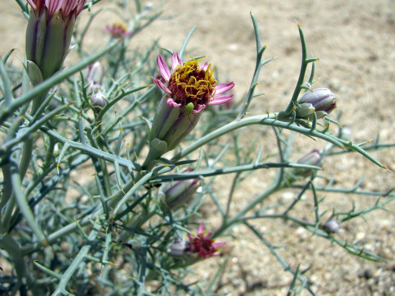 Mojave Hole-In-The-Sand Plant