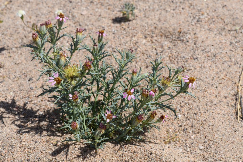 Mojave Hole-In-The-Sand Plant photo 2