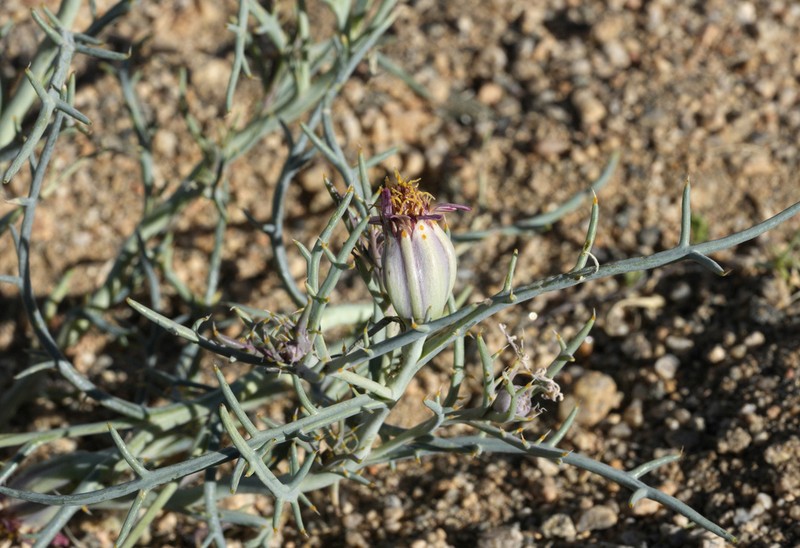 Mojave Hole-In-The-Sand Plant photo 4