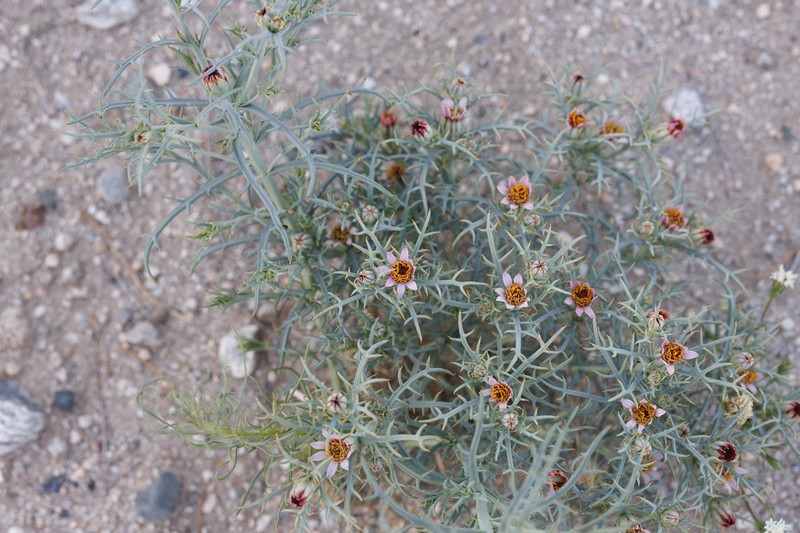 Mojave Hole-In-The-Sand Plant photo 5