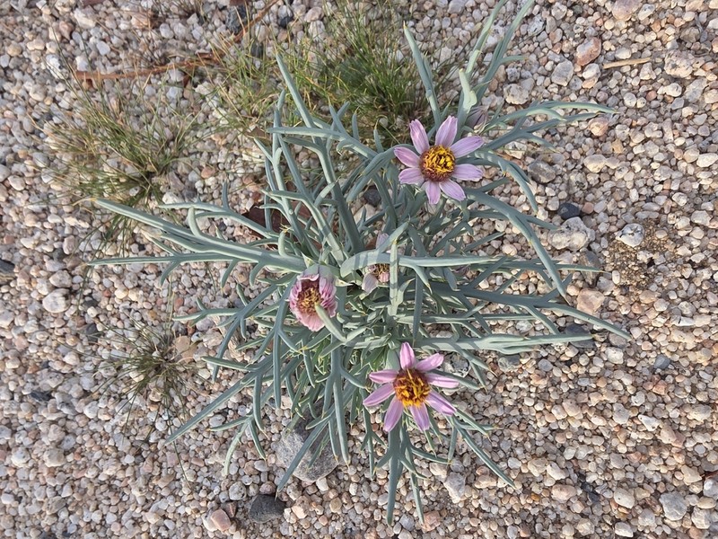 Mojave Hole-In-The-Sand Plant photo 6