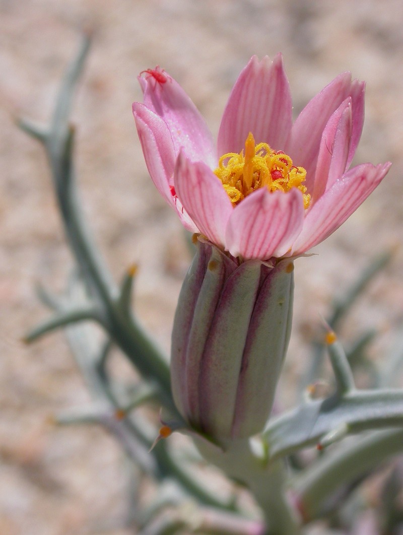 Mojave Hole-In-The-Sand Plant photo 7