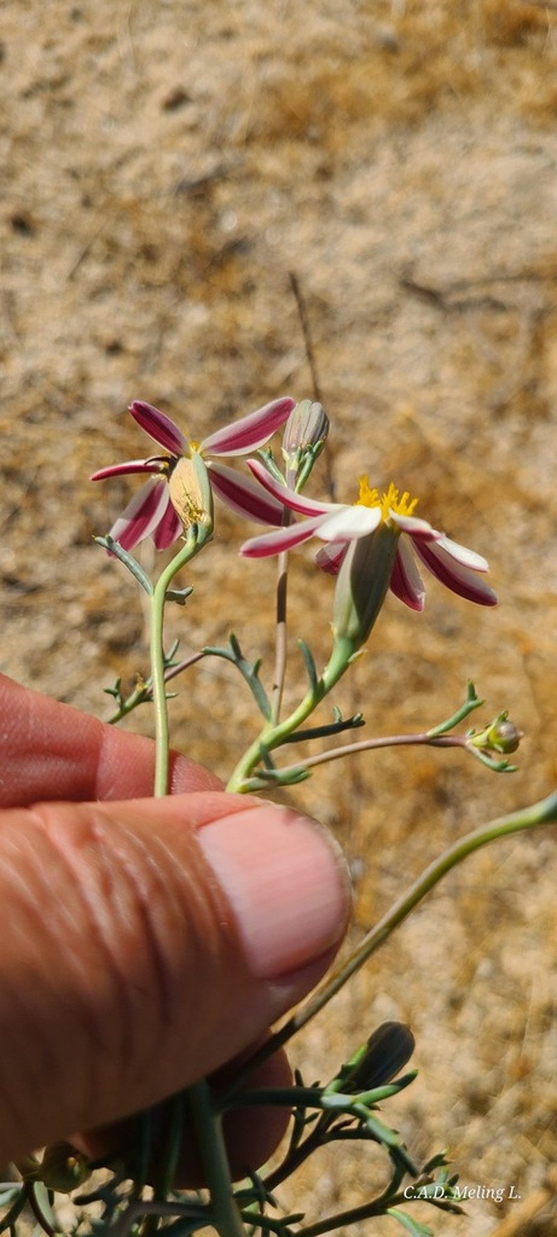 Nicolletia trifida